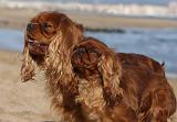 CAVALIER KING CHARLES & KING CHARLES 034